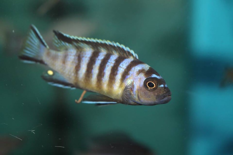 Maylandia melissa 'Chirwa Island'